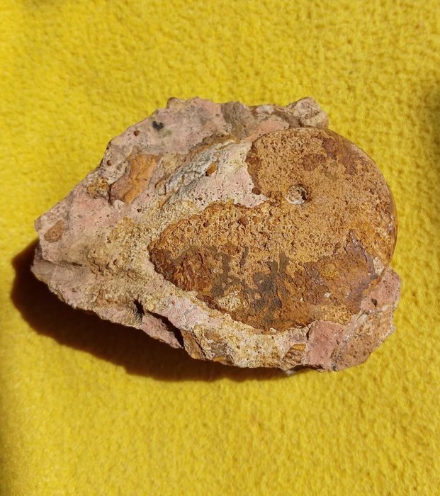 Amonit Oppelia z okresu jura- kelowej