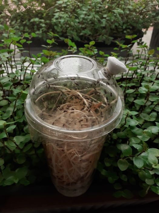 Drosophila hydei wysyłka zimowa