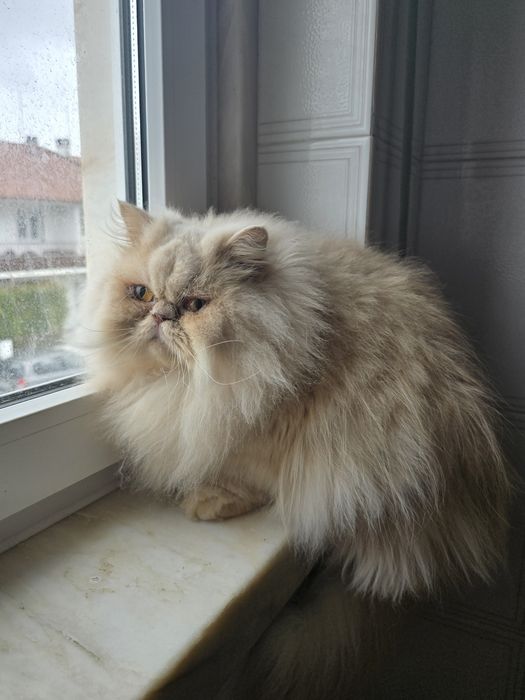 Gatinha Persa  creme