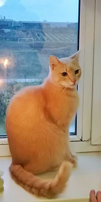 котик шукає новий затишний будинок. с.Салгани