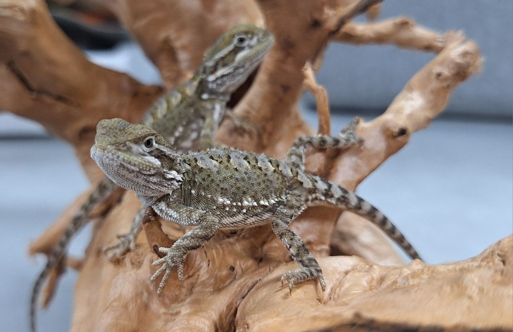 Agama brodata młoda Wołomin