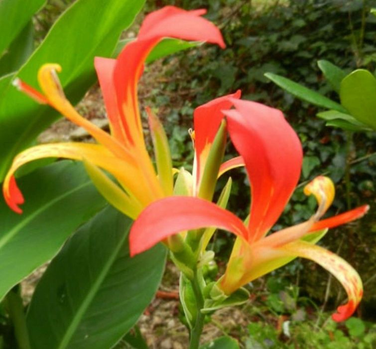 Açores - Canna Limbata - Sementes e Planta - Várias cores - desde 4€