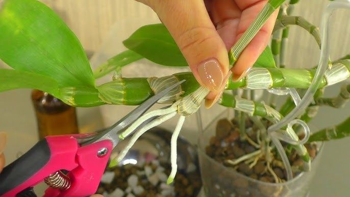 Орхідея дендробіум, дітки.