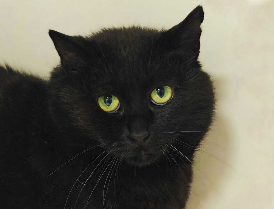 Няшка -обаяшка, кішечка Меліс, кішка 1 рік