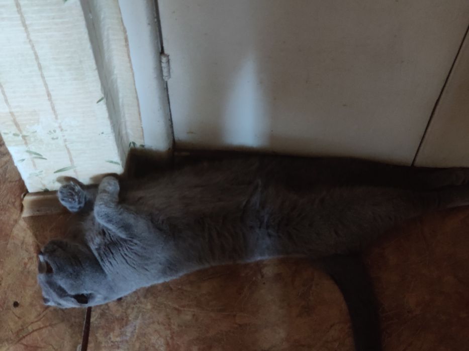 Сіре кошеня, кішка, кошка висловуха