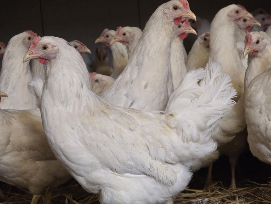 Kury nioski pod jajko! 21 tyg! Dowóz do klienta oraz odbiór osobisty !