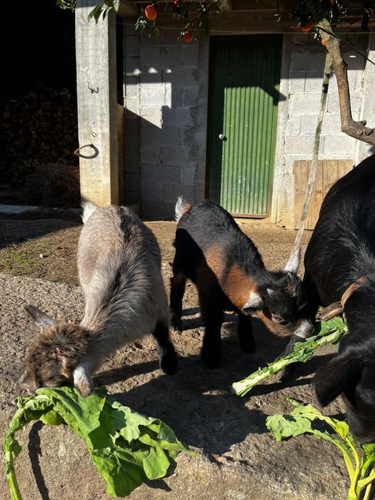 Casal de cabras anas