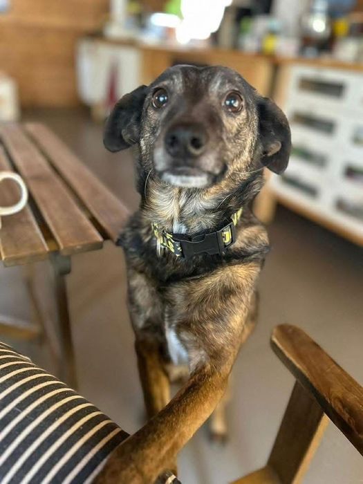 Do adopcji uroczy Benek
