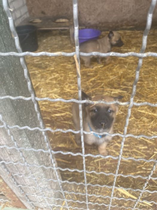 Щенки бельгійськоі вівчаркиМалінуа