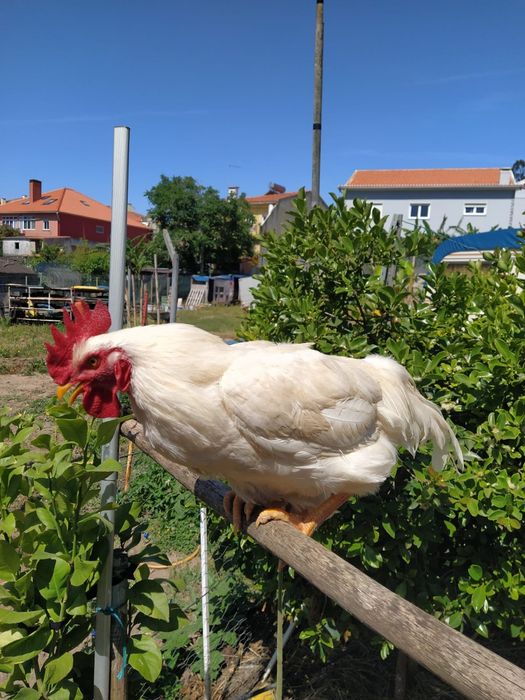 Frangos Caseiros ar livre