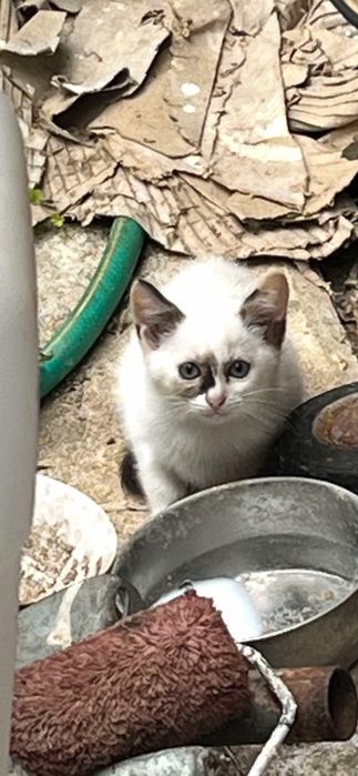 Gata para adoção