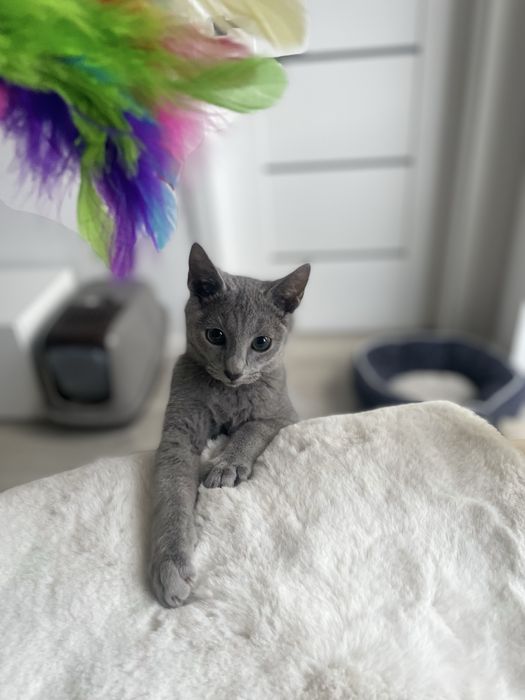 Kocurek Rosyjski Niebieski JACK