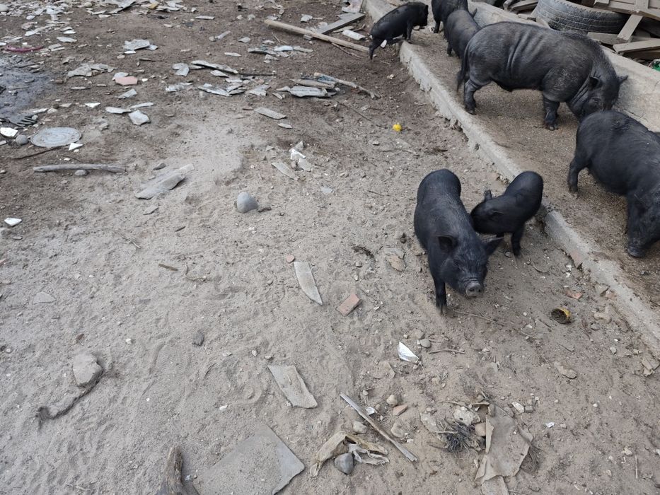 Leitões e mini leitões porco preto