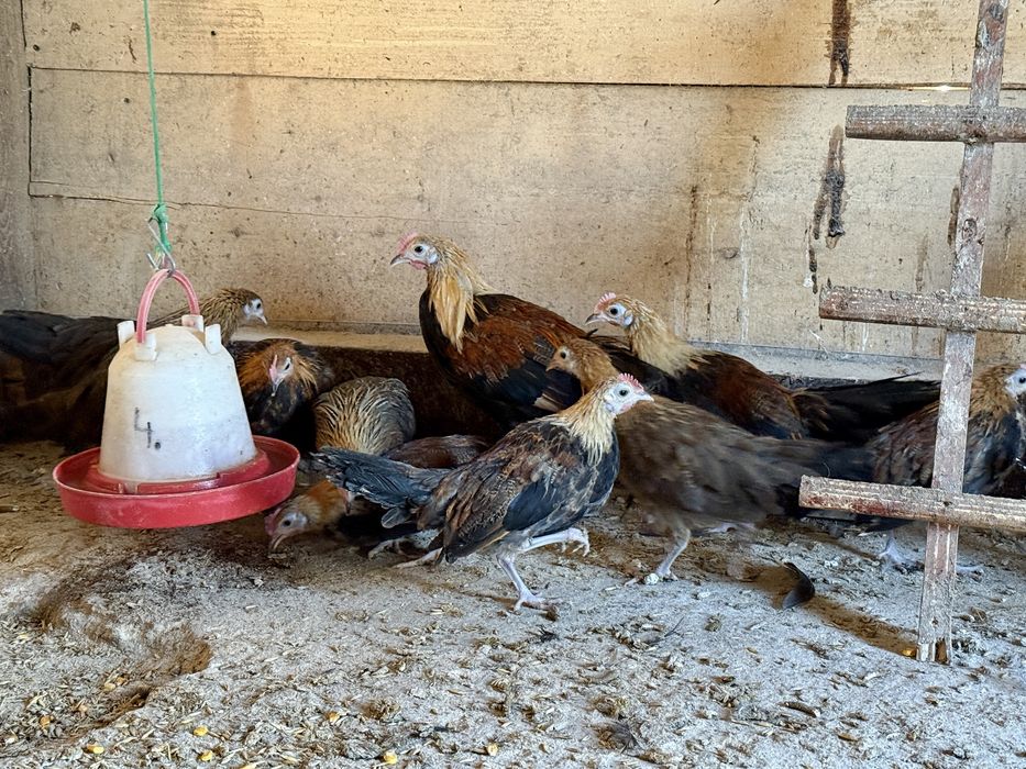 Feniks Feniksy Kogut Kura