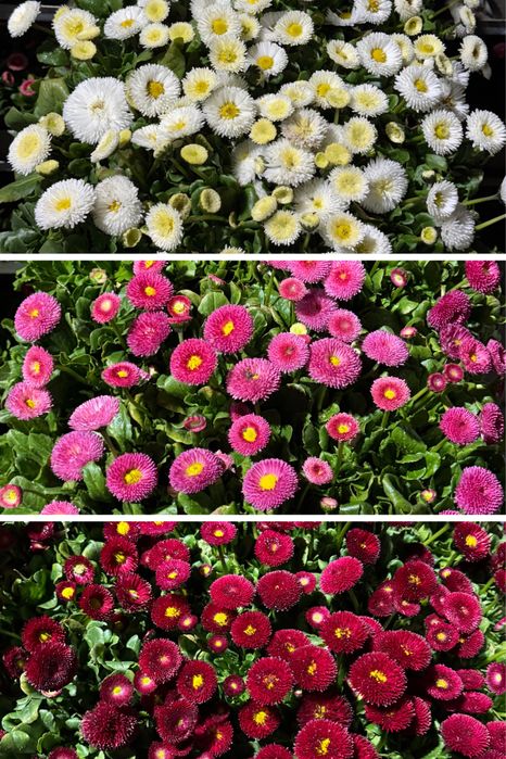 Bratki drobno i grubokwiatowe Stokrotki sprzedaz hurtowa