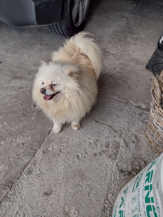Szpic miniaturowy pomeranian