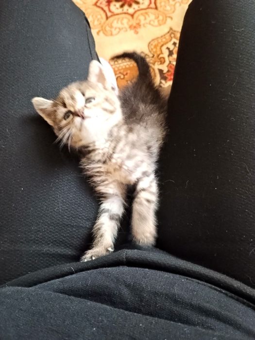 Отдам котенка в добрые руки