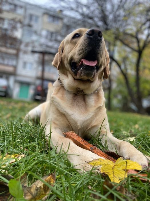Вязка лабрадор ретривер