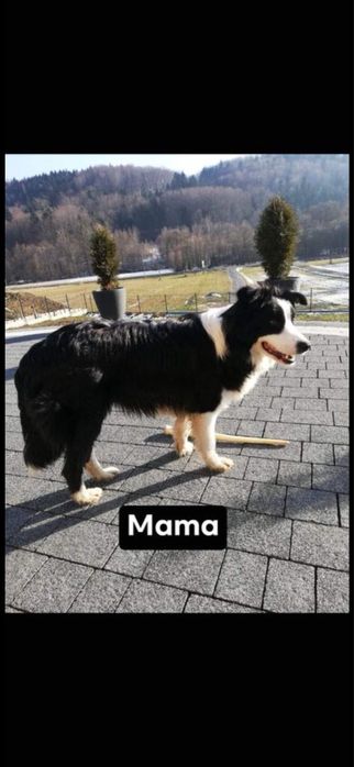Szczeniak Border Collie