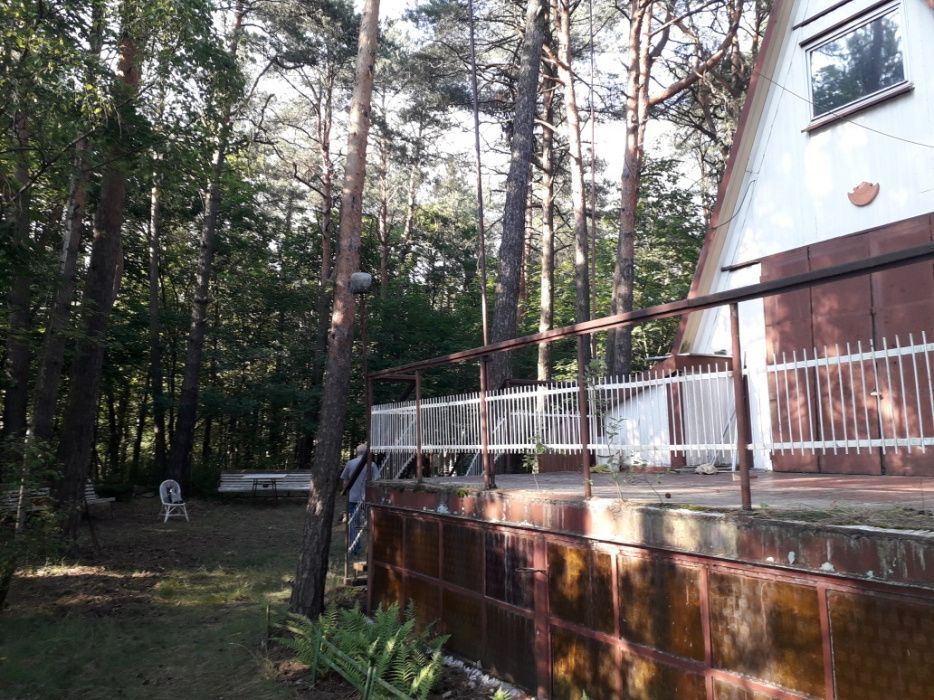 Arborystyczna wycinka drzew