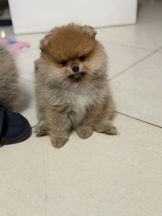 Szpic miniaturowy pomeranian  Mega mis FCI