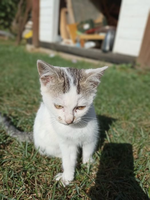 Дві красуні шукають свої домівки