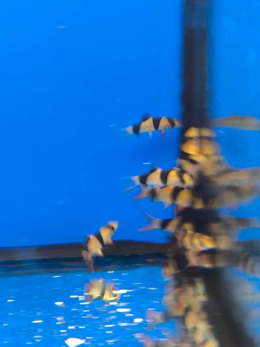 Botia palhaço \ Chromobotia macracanthus