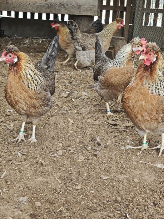 Jaja lęgowe LEGBAR CREAM