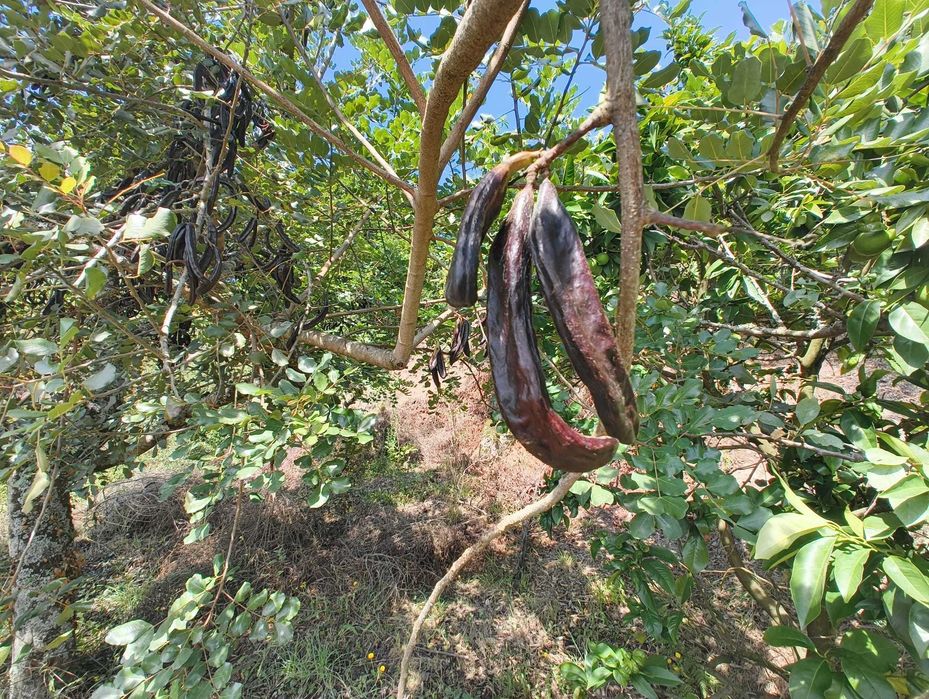 Venda de Alfarroba