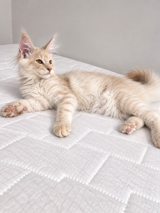 Maine Coon – kremowy kocurek