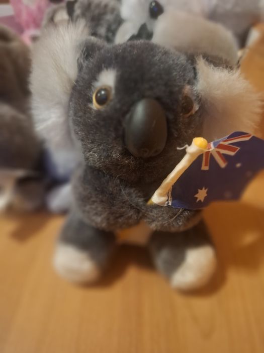 Misie koala zestaw pluszaki wysyłka gratis