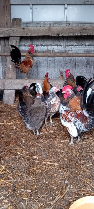 Kogutki liliputki młode