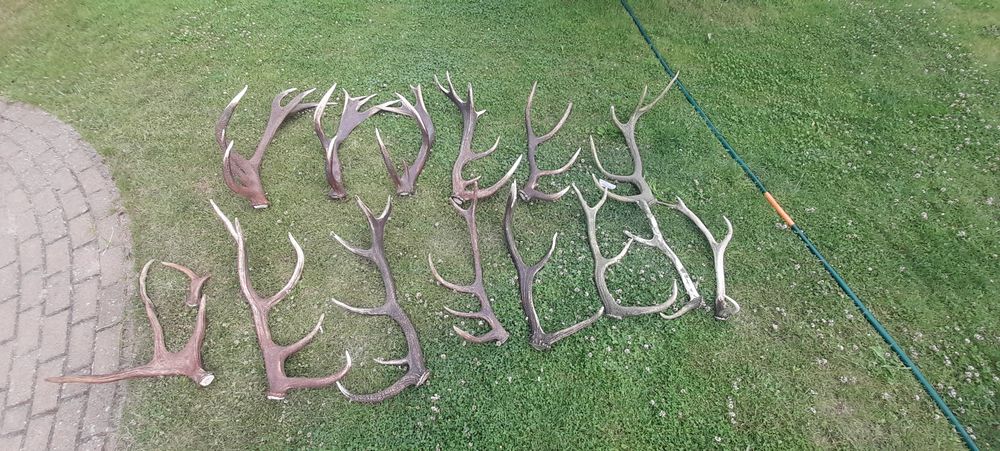 Zrzuty poroża jelenia 28kg