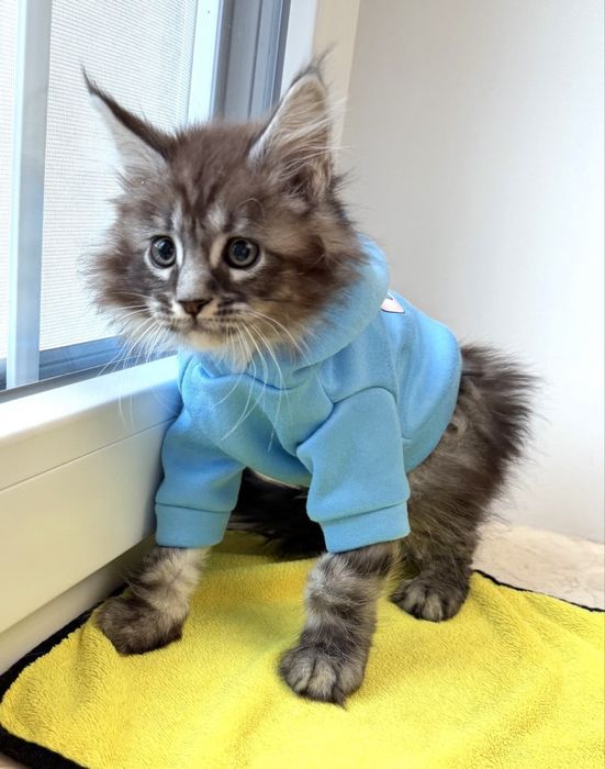 Мейн Кун - пухнасте щастя