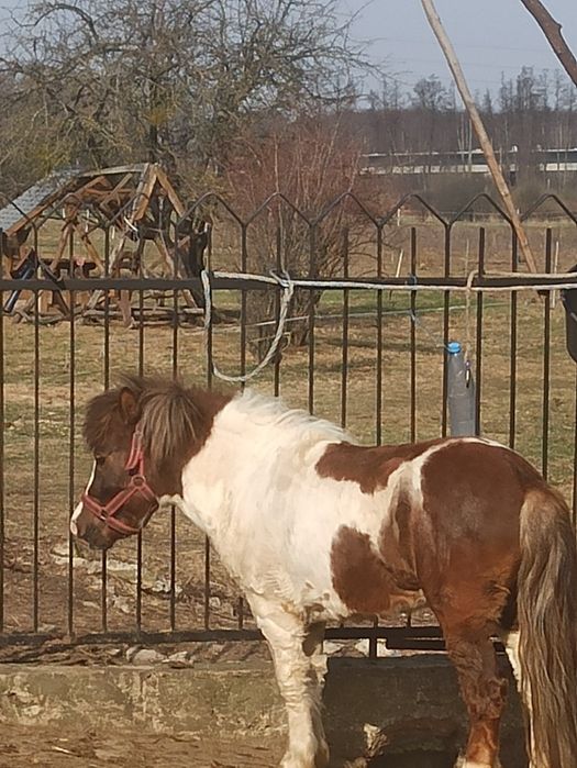 Kucyk, ogier,zaprasza