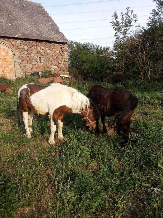 Sprzedam ogierka i kobyłkę.