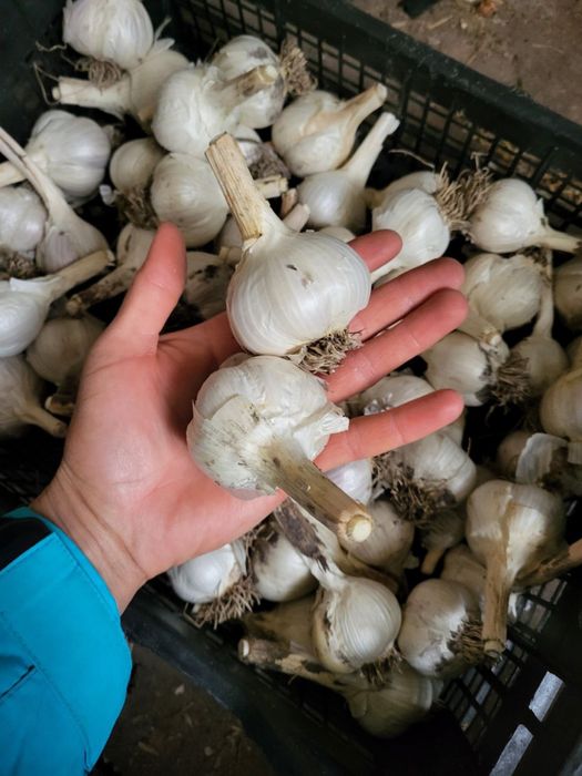 Часник москаль любаша