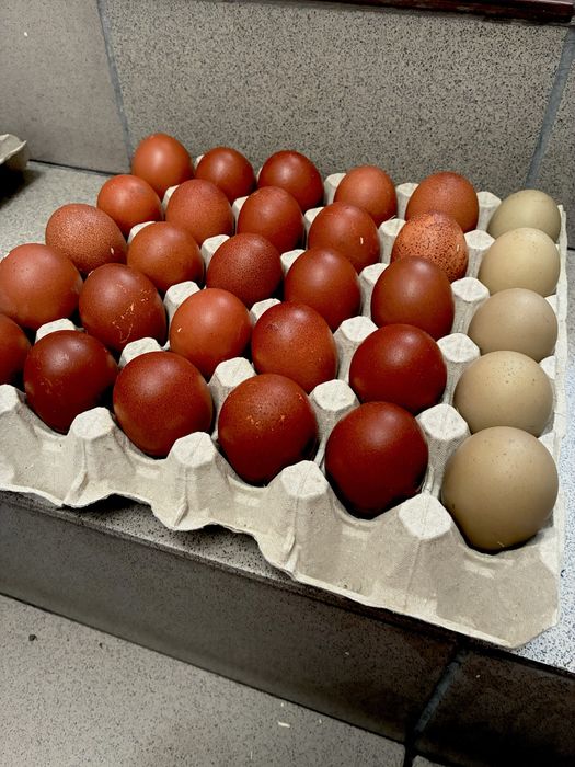 Jaja lęgowe Marans, Oliwkowe, Niebieskie