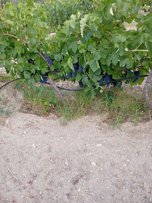 Uvas - Sirah, Tinta Roriz, Alicante bouschet