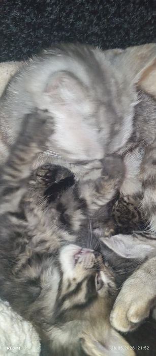 Гарнюня котик британський віскас