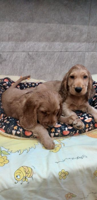 Cocker  spaniel  szczenię