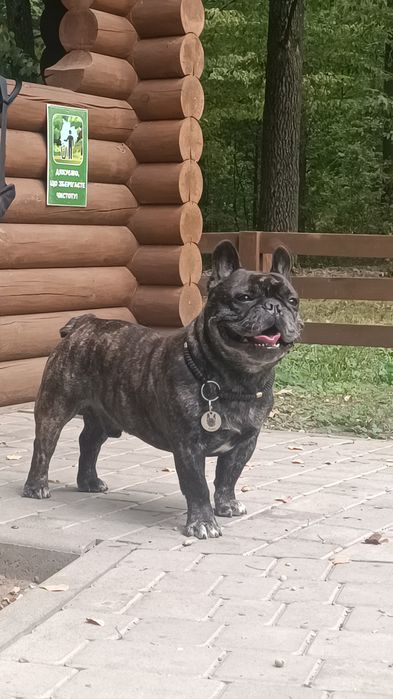 Вязка(французский бульдог).