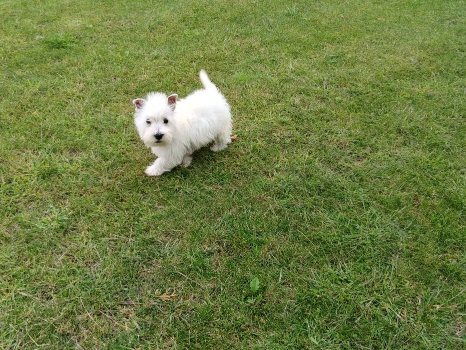 West Highland White Terrier sunia