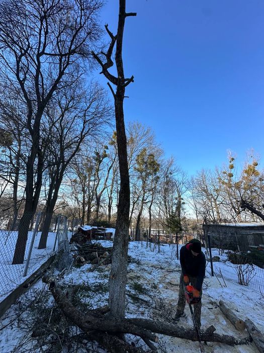 Професійна обрізка плодових Львів/Догляд за територією/Стрижка рослин