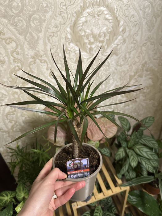 кімнатні квіти рослини