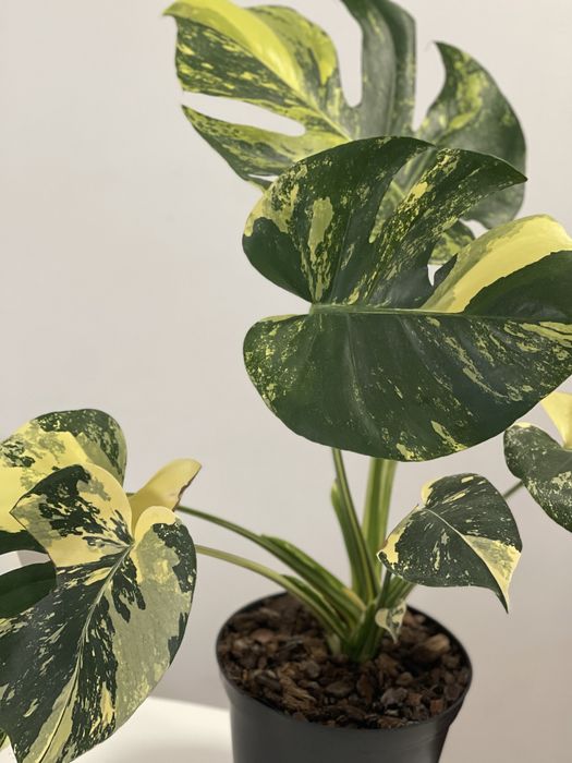 Planta Monstera aurea