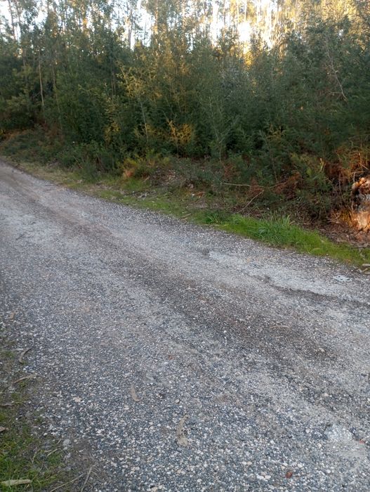 Ótima leira de eucaliptos