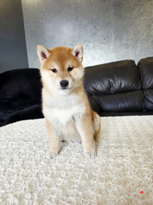 Shiba inu ZKWP FCI wyjątkowe szczenie