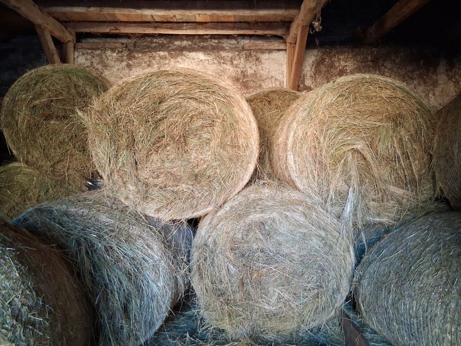 Siano, bele siana 120x120