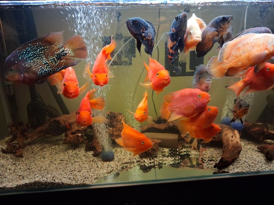 Pielegnice papuzie xxl, full red.